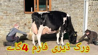 verk Dairy Farm  Pakistans Top class Cows For sale  Cows Farming20 November 2024 [upl. by Limann676]