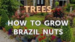 How to Grow Brazil Nuts [upl. by Dilan178]