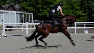 Küken lernt fliegen 💥 1 Mal frei reiten auf Jungpferd Joey  Pferd ausbilden [upl. by Ysle279]