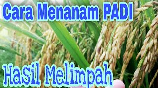 cara menanam PADI yang benar agar hasil Melimpah [upl. by Good]