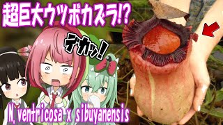 デカすぎるウツボカズラ！ Nventricosa x sibuyanensisを紹介するよ【食虫植物TV】 [upl. by Nadoj773]