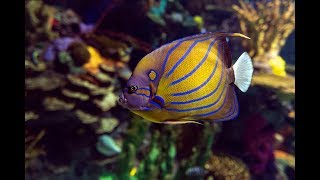 Blue Ring Angelfish  Pomacanthus annularis   All About [upl. by Mcconnell]