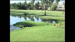 Daring dog stands up to a crocodile [upl. by Dionisio]