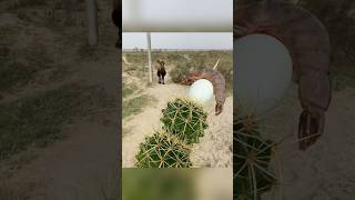 Camels are eating shrimp and egg cactus [upl. by Aivonas274]