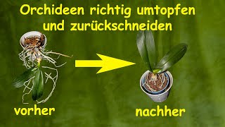 Orchideen richtig umtopfen und zurückschneiden schnell und ohne großen Aufwand in nur 7 Minuten [upl. by Clive170]