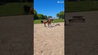 The lead change😁 horse equestriangirl rider shortvideo jumping [upl. by Dieter]