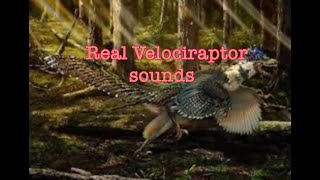 Real Velociraptor Sounds [upl. by Anurb117]