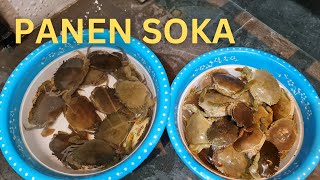 Panen Kepiting Soka di OMCRAB box Lantai 2 Rumah [upl. by Candis]