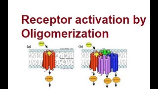 Activation of Receptors by Oligomerization  Mechanism  2024 [upl. by Karlik]