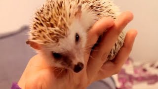 How To Tame a Hedgehog [upl. by Deuno]