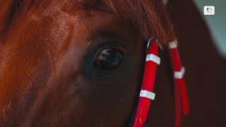 Mysore 2000 Guineas Winner  RAVISHING FORM [upl. by Oam142]