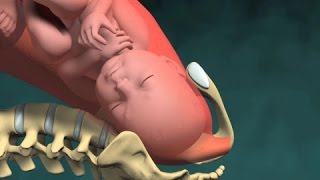 Normal Vaginal Childbirth [upl. by Myron]