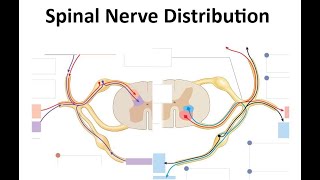 Spinal Nerves Distribution [upl. by Ronel868]