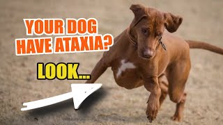 ¿WHAT Causes ATAXIA in DOGS 🐶😢 Can Ataxia Be Cured [upl. by Nylcsoj]