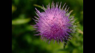 Flower of Scotland  Bagpipes [upl. by August]