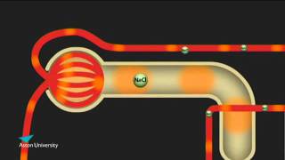 The Kidney amp the Counter Current Multiplier Pharmacology teaching at Aston University [upl. by Anillehs804]