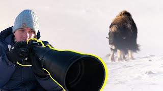 ARCTIC WILDLIFE ADVENTURE IN 22 DEGREES w NIKON Z9 [upl. by Nirrej]