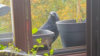 Crow listening to Black Metal 🖤🤘 [upl. by Mcquoid]