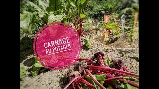 CARNAGE au POTAGER [upl. by Israel]