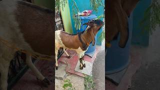 Jiyaguda 25kg Market Bakra viralvideo youtubeshorts shorts comedy viral trending shortsfeed [upl. by Verner991]