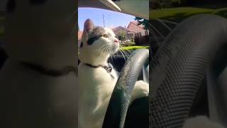 CAT DRIVING DOG SCARED cat dog driving [upl. by Gnihc]