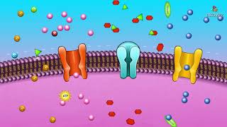 Membranes and selective permeability [upl. by Giess]