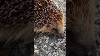 Hedgehog Crossing the road [upl. by Ymorej]