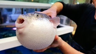 Japanese Street Food  ONE FUGU TO GO Osaka Seafood Japan [upl. by Winny]