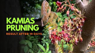 Pruning Kamias  Pruning to encourage more fruit  Backyard Gardening nature food organicfood [upl. by Mandelbaum]