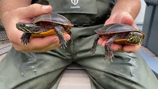 Female vs Male Eastern Painted Turtles [upl. by Chicoine311]