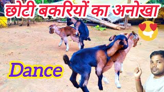 Baby goats dancing playing and jumping A cute and funny baby goatsबकरी की बच्चों का डांस 🐐🐐🐐 [upl. by Yengac138]