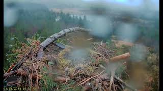 Llyn Clywedog 1 Osprey Nest☀️030424 [upl. by Zashin649]