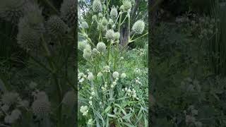 Rattlesnake Master A Perennial Plant for Your Pollinator Garden [upl. by Yraht565]