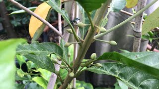 Egg fruit plant  Canistel  Pouteria Campechiana  October update with flowers [upl. by Raviv470]