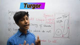 Turgor  Turgidity In Plants  Structure and function of cell [upl. by Htebazil342]