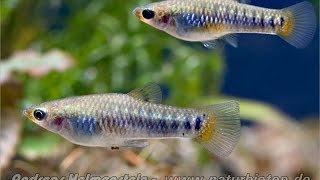 Breeder series 3 Limia Melanogaster DW Aquatics [upl. by Aenad]