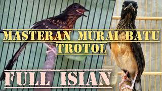 Masteran Murai Batu Trotol FULL ISIAN  Dijamin figter [upl. by Perice]