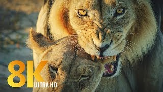 8K Wildlife of Kgalagadi Transfrontier Park South Africa  Part 2 [upl. by Inoy]