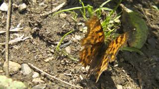 Polygonia calbum Angelwing Comma CButterfly moves around and shows her body characteristics [upl. by Appolonia]