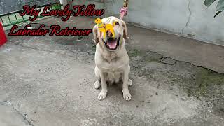 My Lovely Yellow Labrador Retrievers 🦮 allpetmatters dog labrador [upl. by Nyvek381]