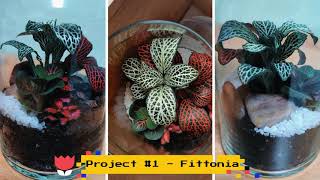 Project 1  Simple Fittonia Terrarium [upl. by Babara]