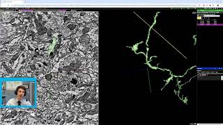 SpelunkerNeuroglancer Finding Mergers [upl. by Stenger]