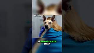 Cómo Ayudar a Tu Perro con Miedo a los Ruidos perros mascotas [upl. by Anayek]