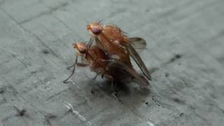 Heleomyzid Flies Heleomyzidae Suillia Mating [upl. by Larret165]