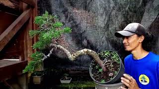 proses membuat bonsai cemara sinensis untuk pemula [upl. by Suhsoj]