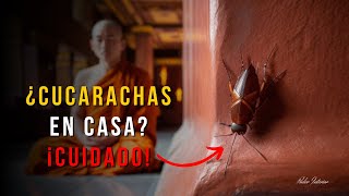 DESCUBIERTO EL VERDADERO SIGNIFICADO DE ESTOS INSECTOS EN TU HOGAR [upl. by Illek]