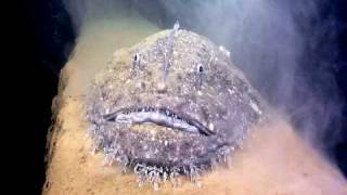 Monk Fish [upl. by Isacco]