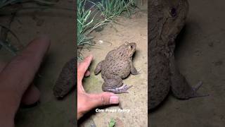 🐸🤏Big frogs funny  catching frogs make you fun  frogs funny Catch frog shorts fanny frog [upl. by Hctim550]