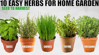 Top 10 Easy To Grow Herbs For Beginners  SEED TO HARVEST [upl. by Dorahs102]