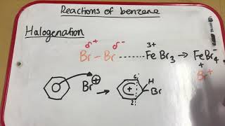 Halogenation of Benzene [upl. by Llenrap517]